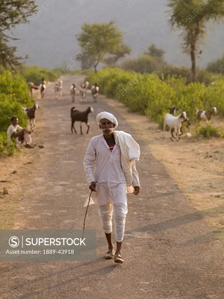 Aravalli Hills,Rajasthan,India;Senior man walking along rural road,with herd of goats behind him