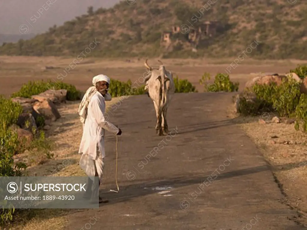 Aravalli Hills,Rajasthan,India;Senior man walking along rural road,behind a sacred Brahman cow