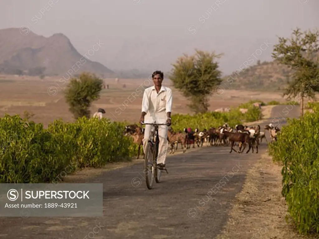 Aravalli Hills,Rajasthan,India;Young man riding bicycle along rural road,with herd of goats behind him