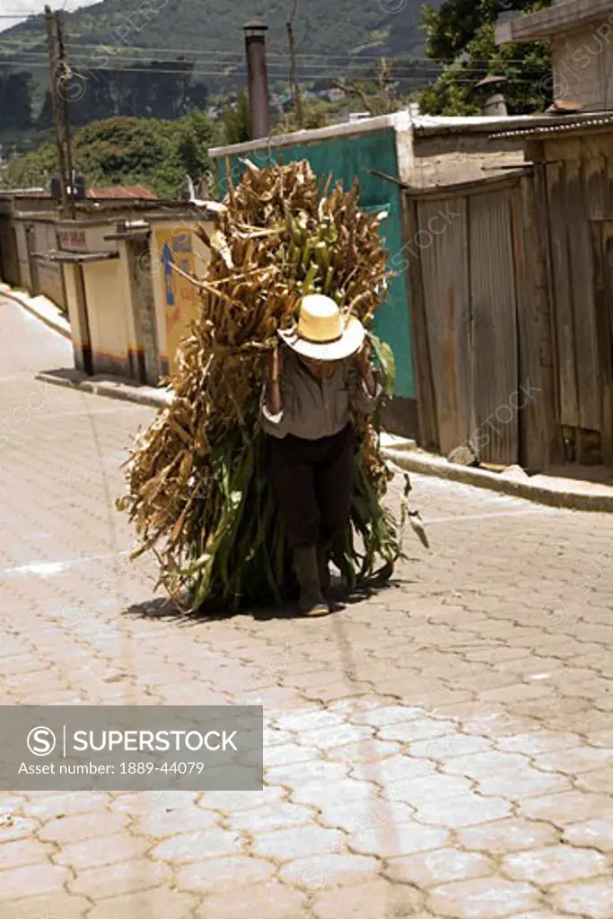 Patzicia,Guatemala;Central America,Elderly farmer carrying his crop bundle uphill