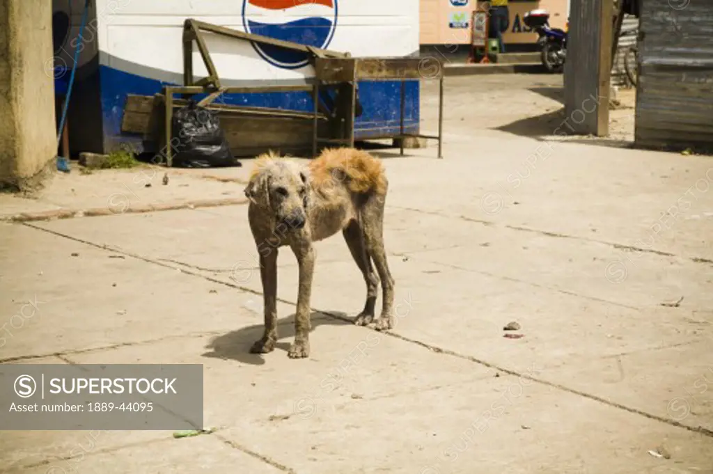 Patzicia,Guatemala;Central America,Stray dog in bad condition