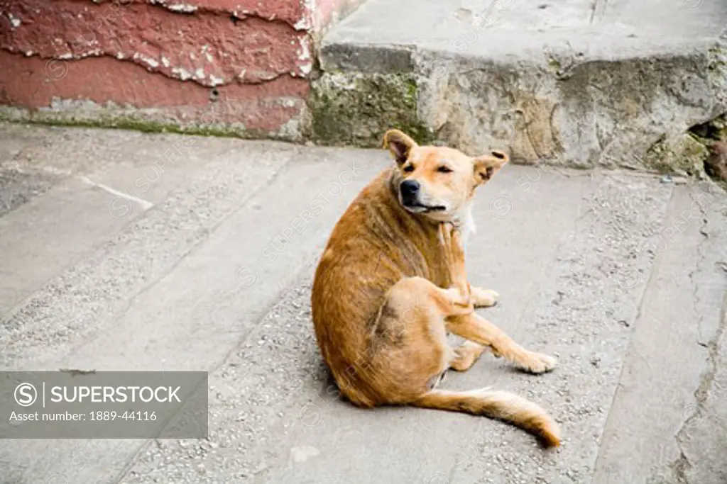 Patzicia,Guatemala;Central America,Stray dog scratching
