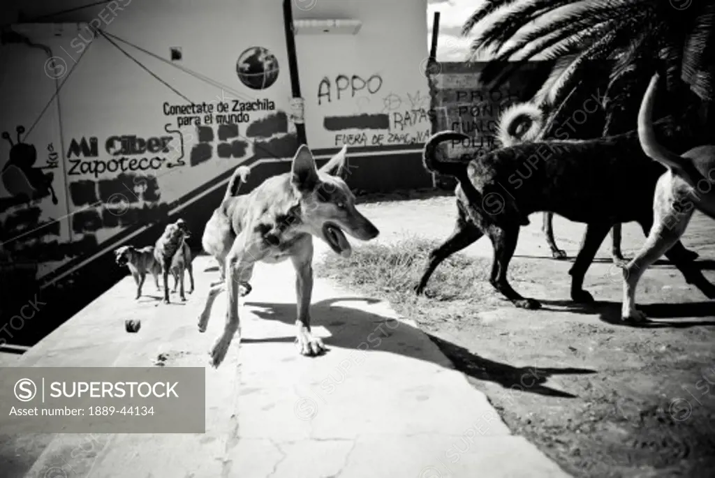 Mexico;Pack of stray dogs
