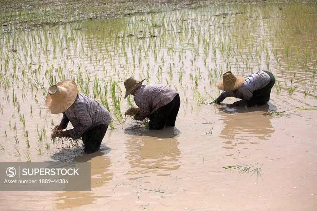 People working in rice fields