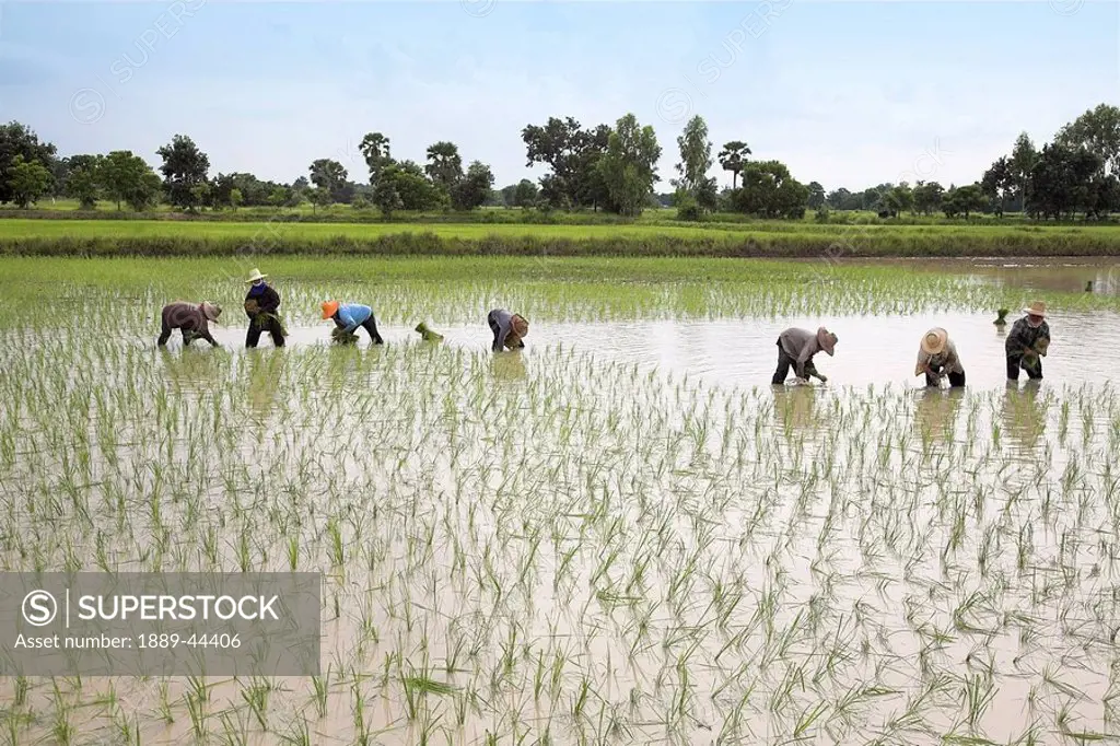 People working in rice fields