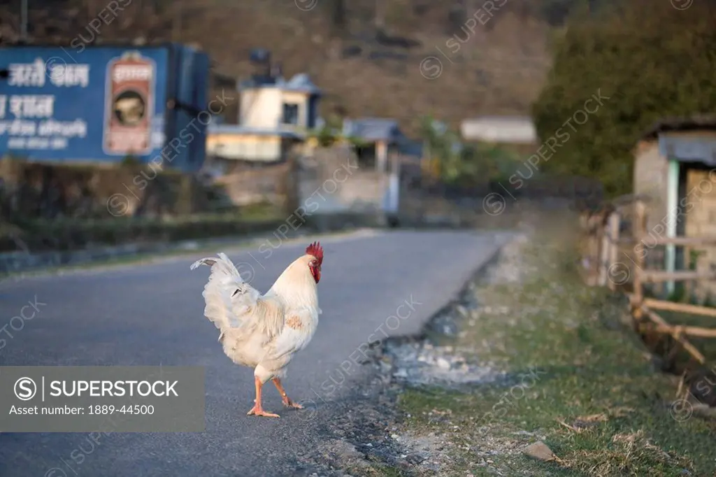 A rooster on a road in Nepal