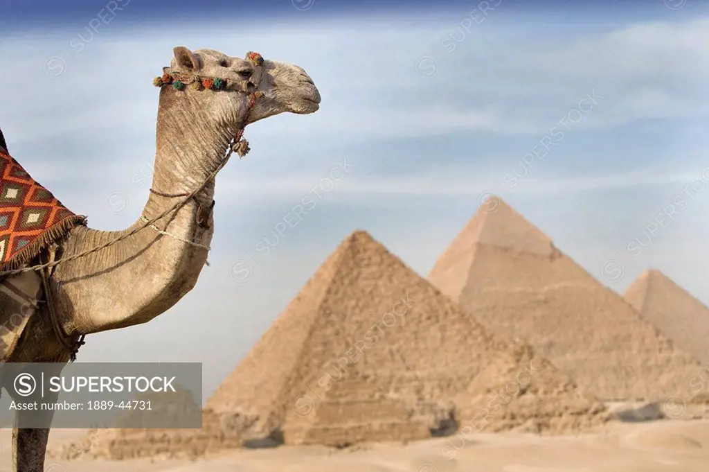 A camel with the Pyramids in the background