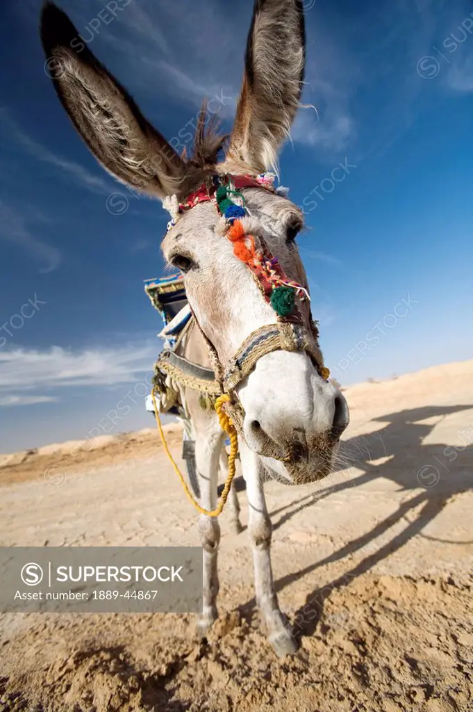 A donkey and cart