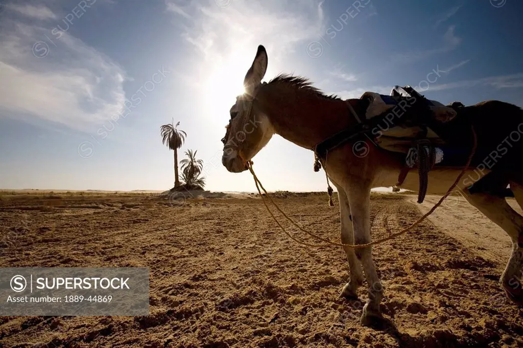 A donkey in Siwa