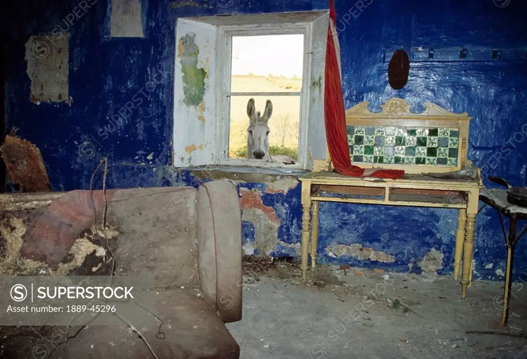 Donkey looking into abandoned cottage, County Waterford, Ireland