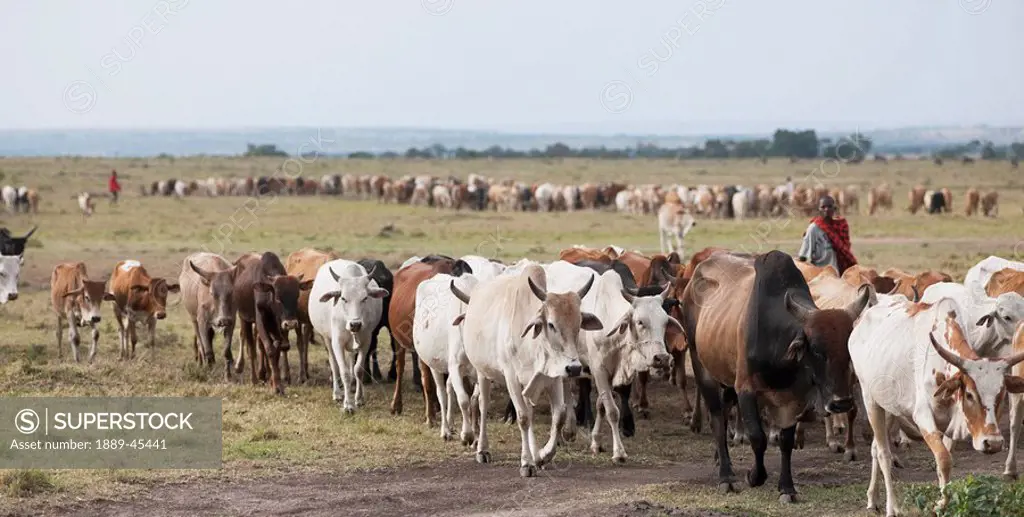Herd of cattle, Kenya, Africa