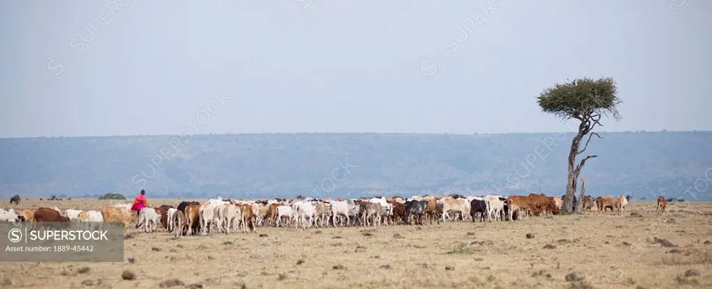Herd of cattle, Kenya, Africa