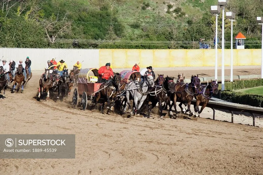 calgary, alberta, canada, chuckwagon races at the calgary stampede