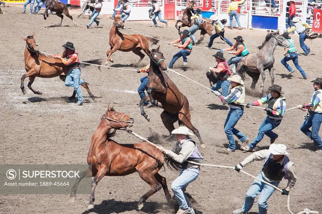 Wild Horse Race, Calgary Stampede Rodeo, Calgary, Alberta, Canada