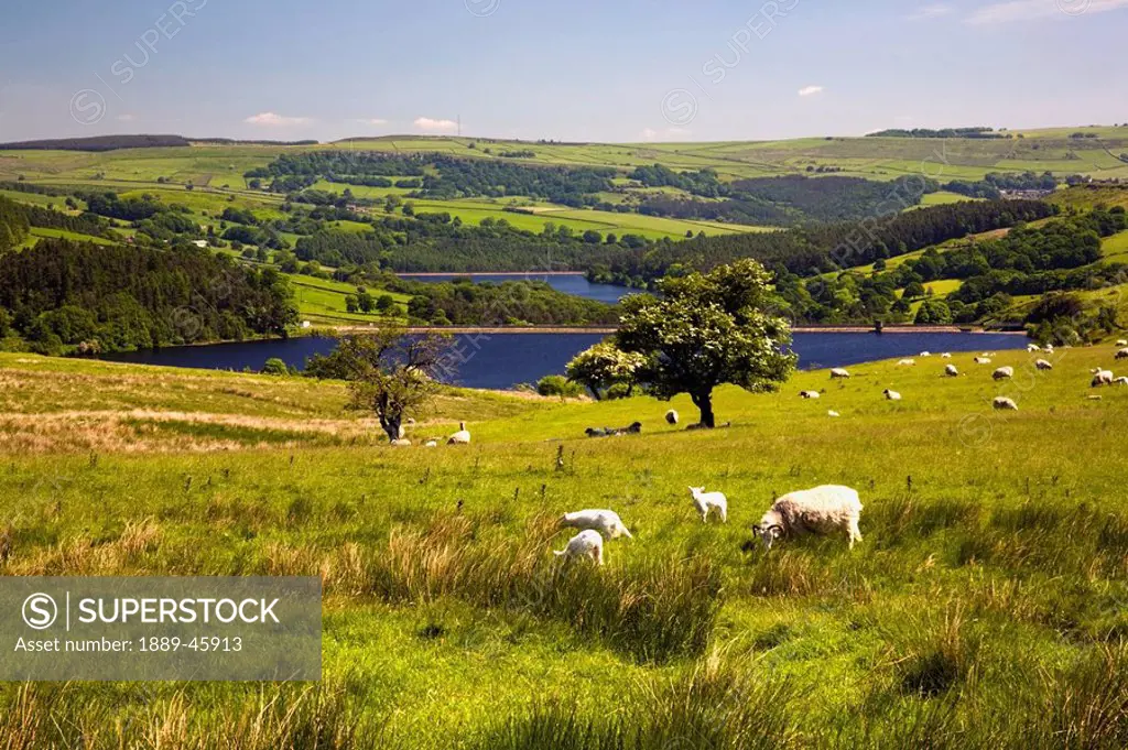 sheffield, south yorkshire, england, sheep grazing in a pasture