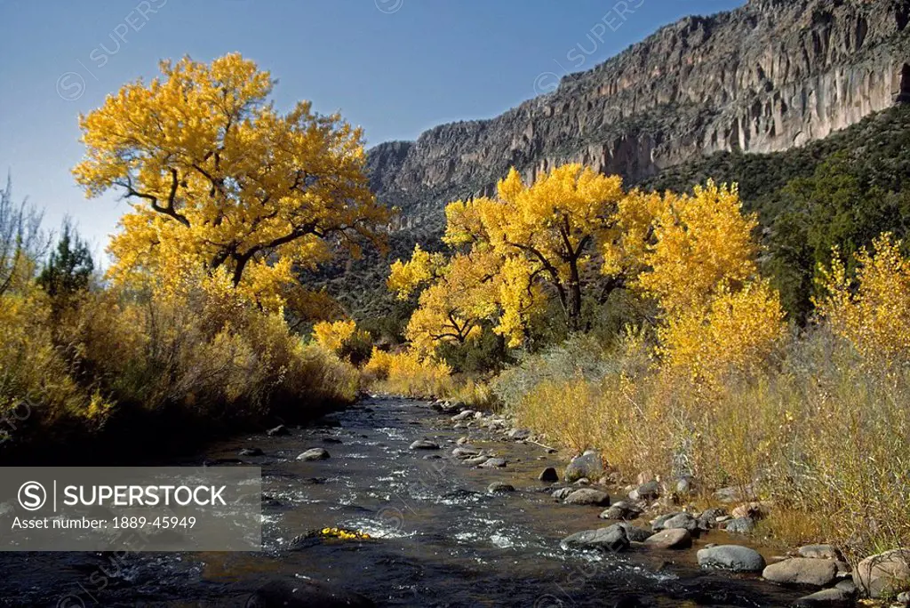 san diego canyon, united states of america, jemez river with fremont cottonwoods populus fremontii in autumn