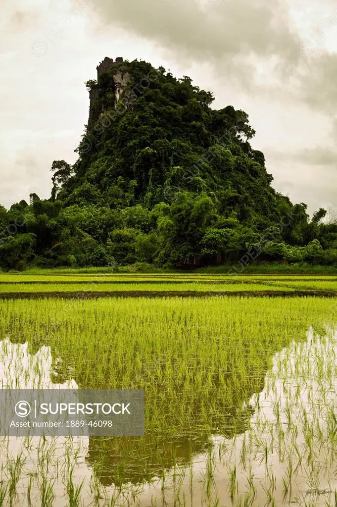 a rice field in asia