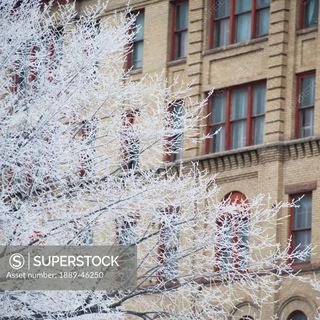 winnipeg, manitoba, canada, frost on the trees outside a building in winter