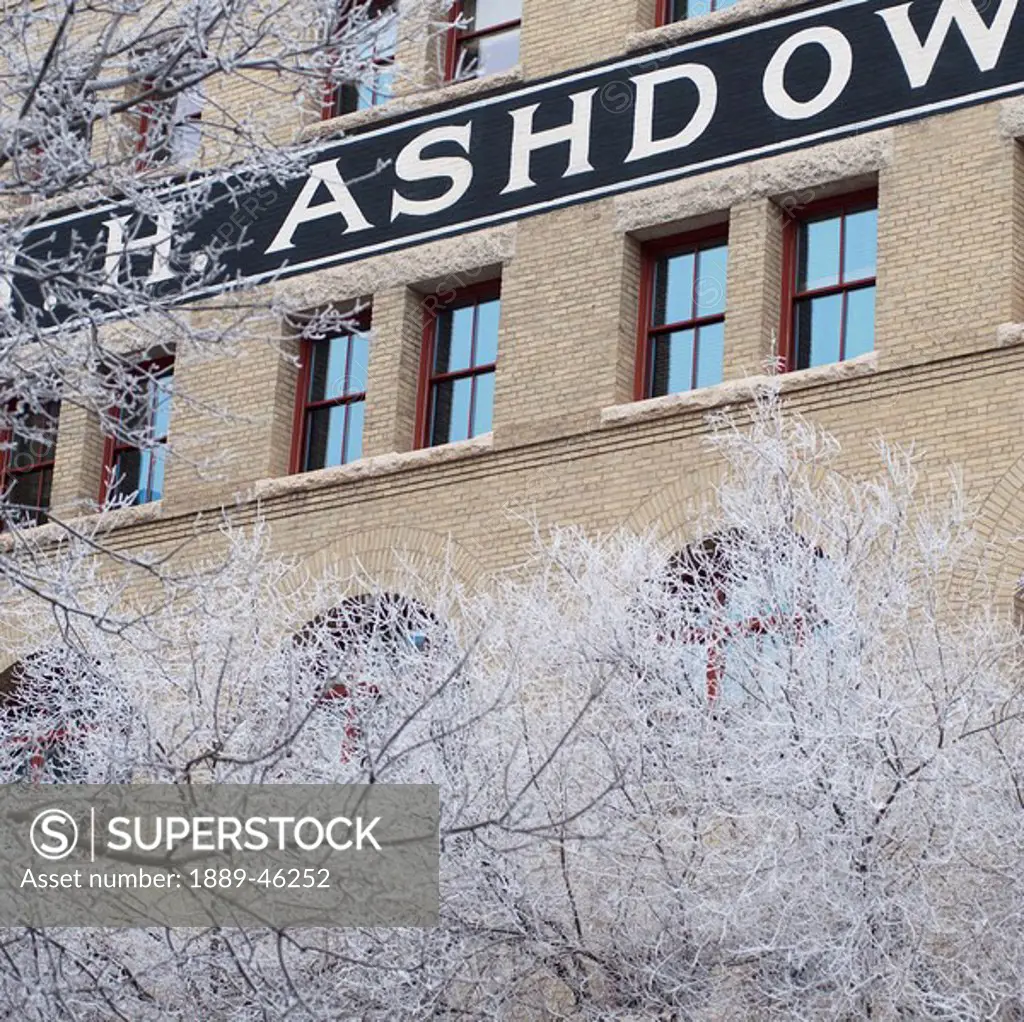 winnipeg, manitoba, canada, frost on the trees in front of a brick building in winter