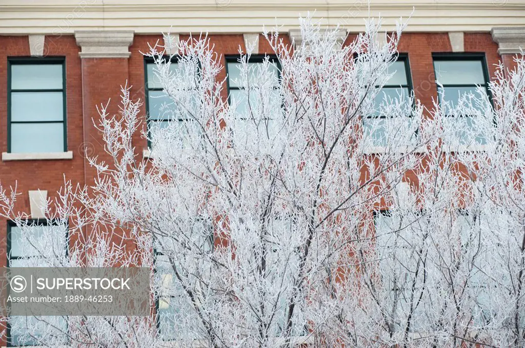 winnipeg, manitoba, canada, frost on the tree in front of a building in winter