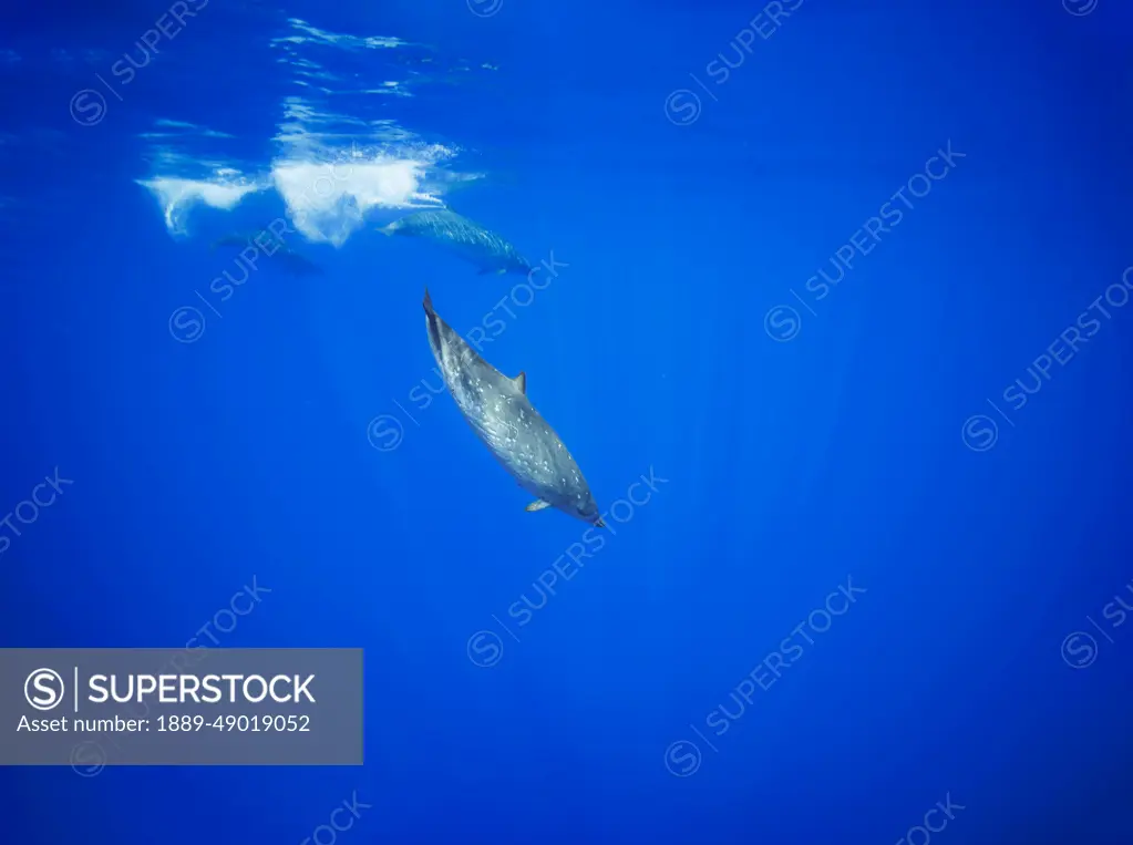 Blainville's beaked whales (Mesoplodon densirostris) are a rare sight in Hawaiian waters. They are sometimes referred to as a dense beaked whale; Hawaii, United States of America