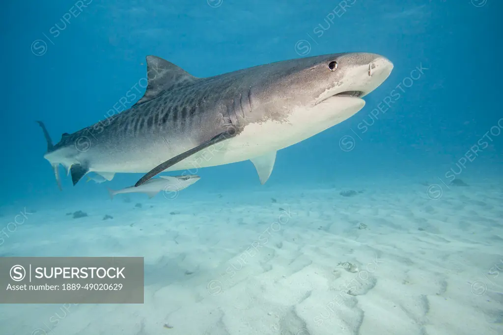 Low angle underwater view of Tiger shark (Galeocerdo cuvier) swimming over a sandy bottom in the Atlantic Ocean at Tiger Beach in the Bahamas; Bahamas