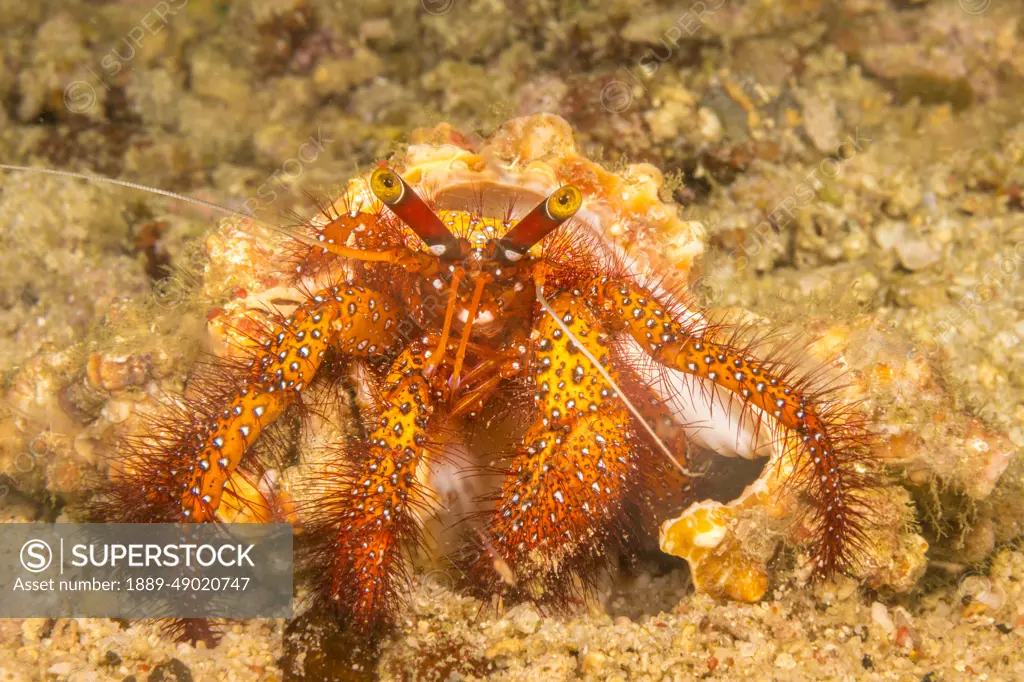 White-spotted hermit crab (Dardanus megistos) is also referred to as the red hermit crab; Philippines
