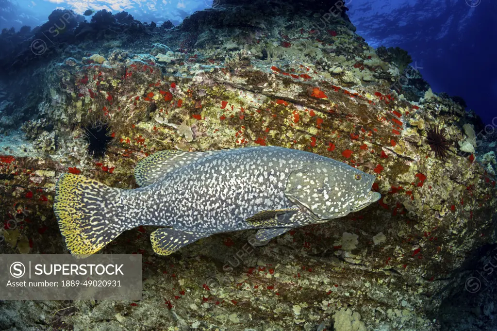 The Giant grouper (Epinephelus lanceolatus) can grow to over 9 feet long and is rarely ever seen in Hawaii; Hawaii, United States of America