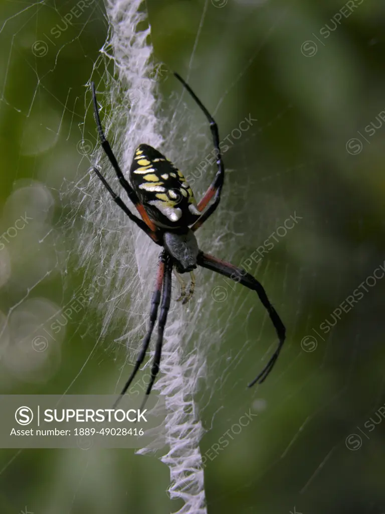 Black and yellow argiope spider (Argiope aurantia) spins a web; North Carolina, United States of America