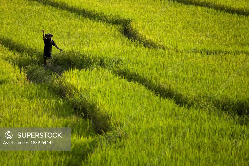 Thailand, A Farmer Working In A Rice Field