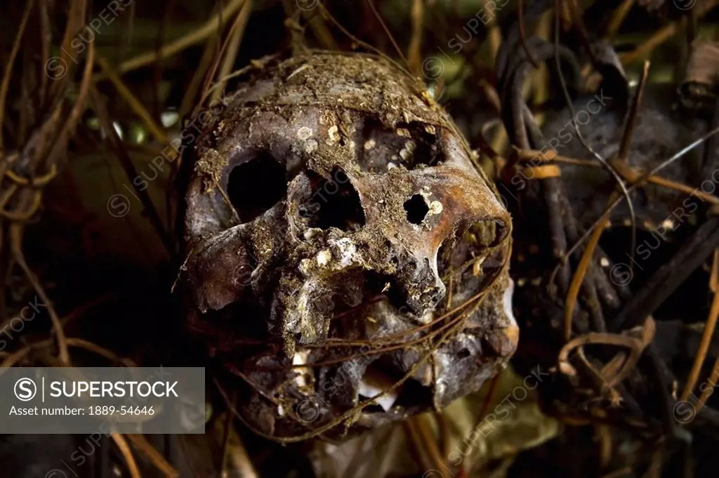 A Human Skull Wrapped In Vines