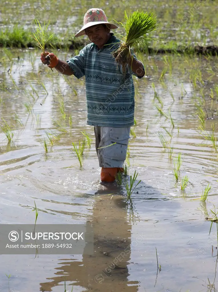 Thailand, A Farmer In A Rice Field