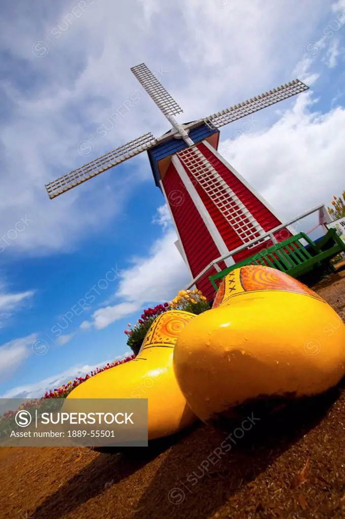 tulips in a wooden shoe and a windmill at wooden shoe tulip farm, woodburn, oregon, united states of america