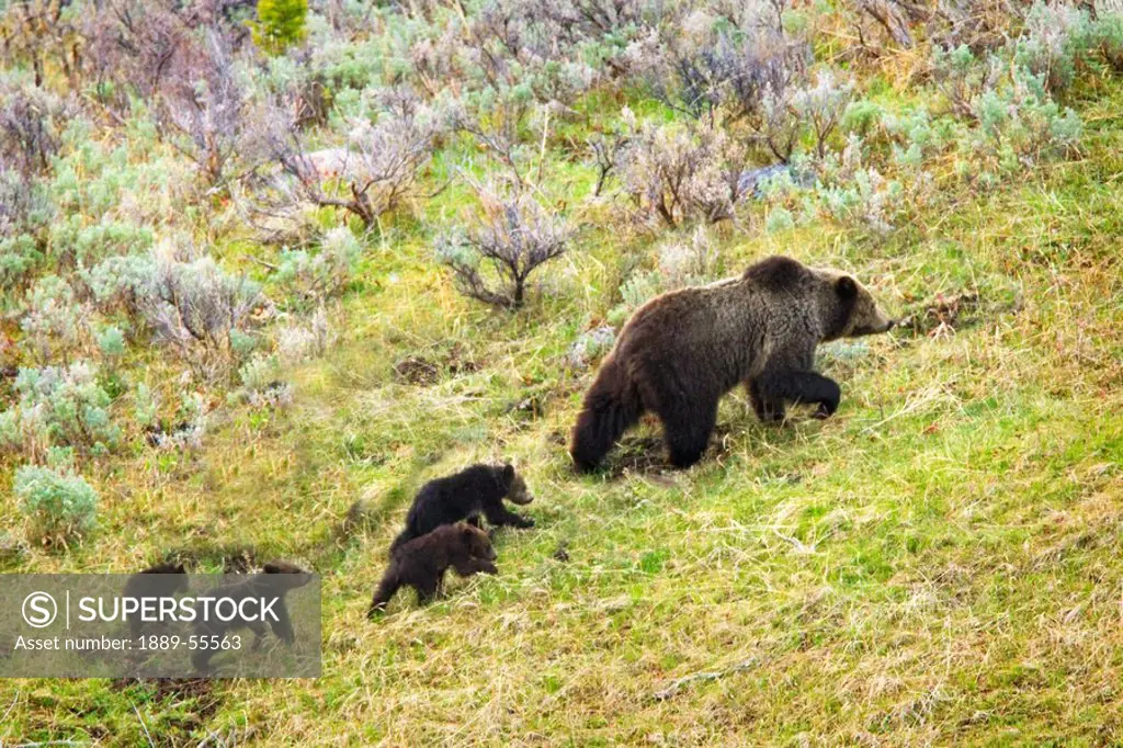 sow grizzly bear and four cubs ursus arctos horribilis in yellowstone national park, wyoming, united states of america