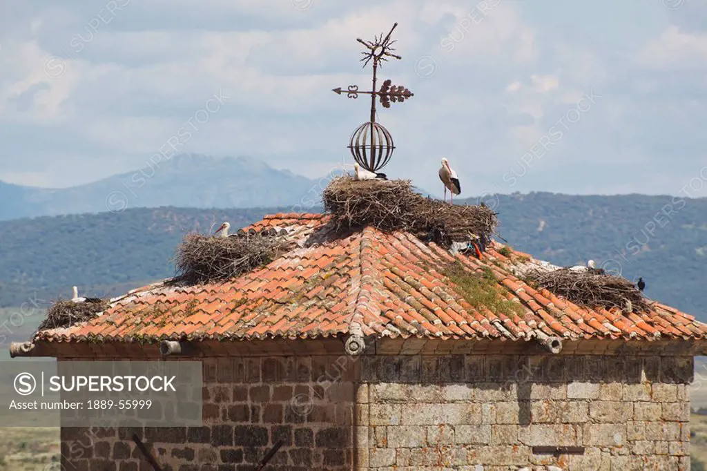 storks and their nests on a tower, trujillo, caceres, spain