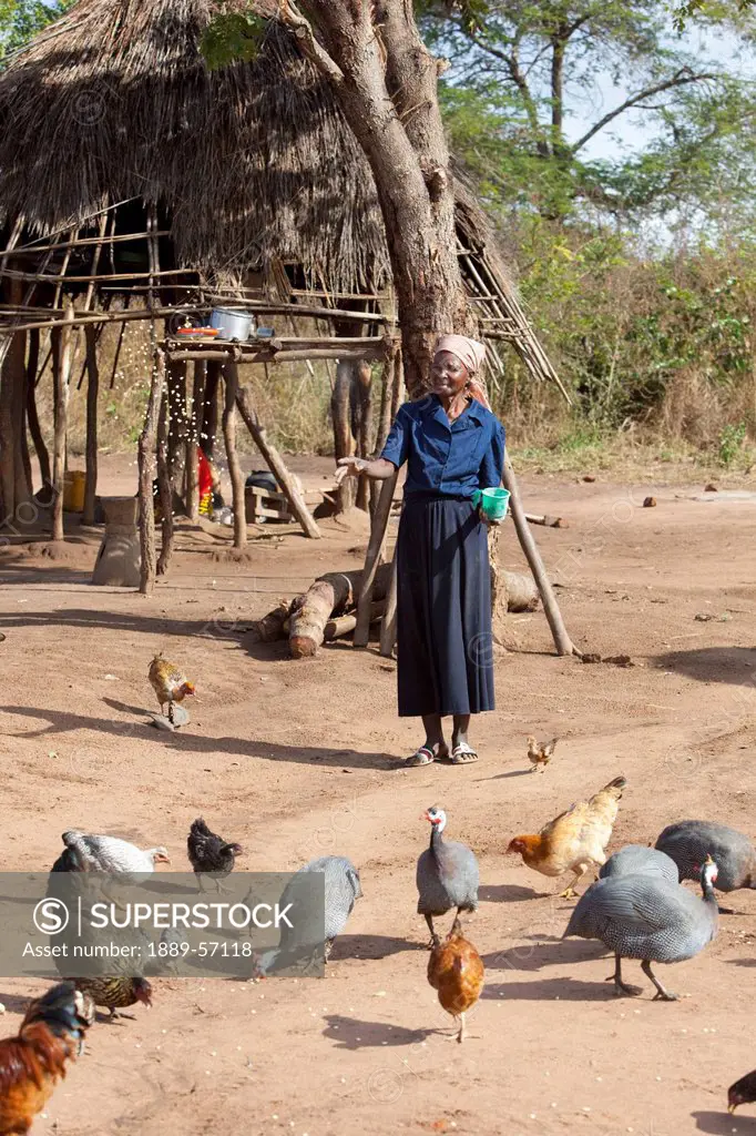 A Woman Feeding The Chickens, Manica, Mozambique, Africa