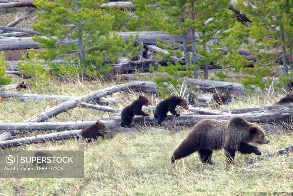 Sow Grizzly Bear Ursus Arctos Horribilis Leads And Guides Her Four Cubs Extremely Rare Through Yellowstone National Park, Wyoming, United States Of Am...