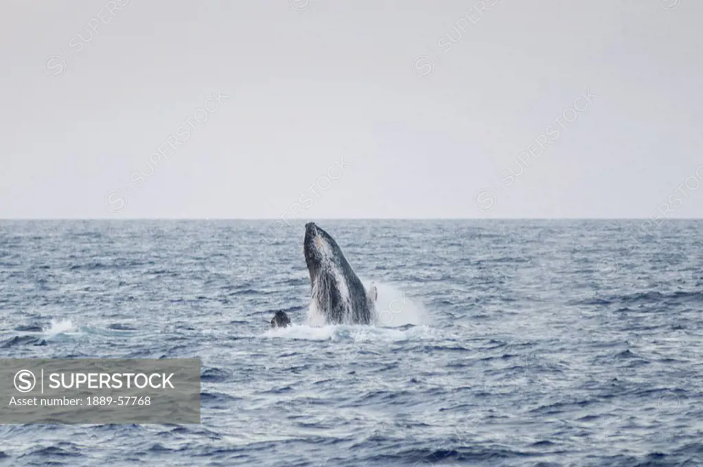 Whale surfacing, Maui, Hawaii, USA