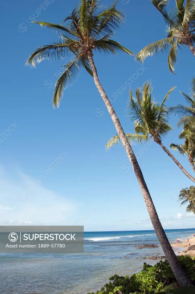 Palm tree, Maui, Hawaii, USA
