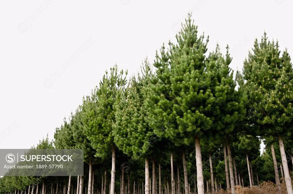 Pine tree plantation, Taupo, New Zealand