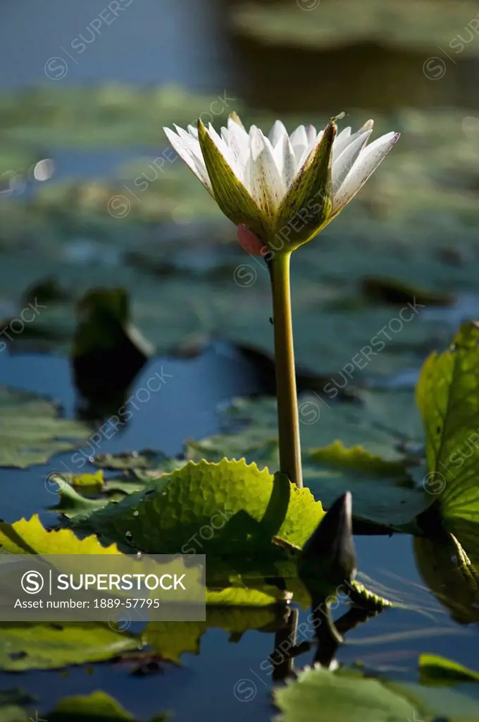 Close_up of blooming water lily