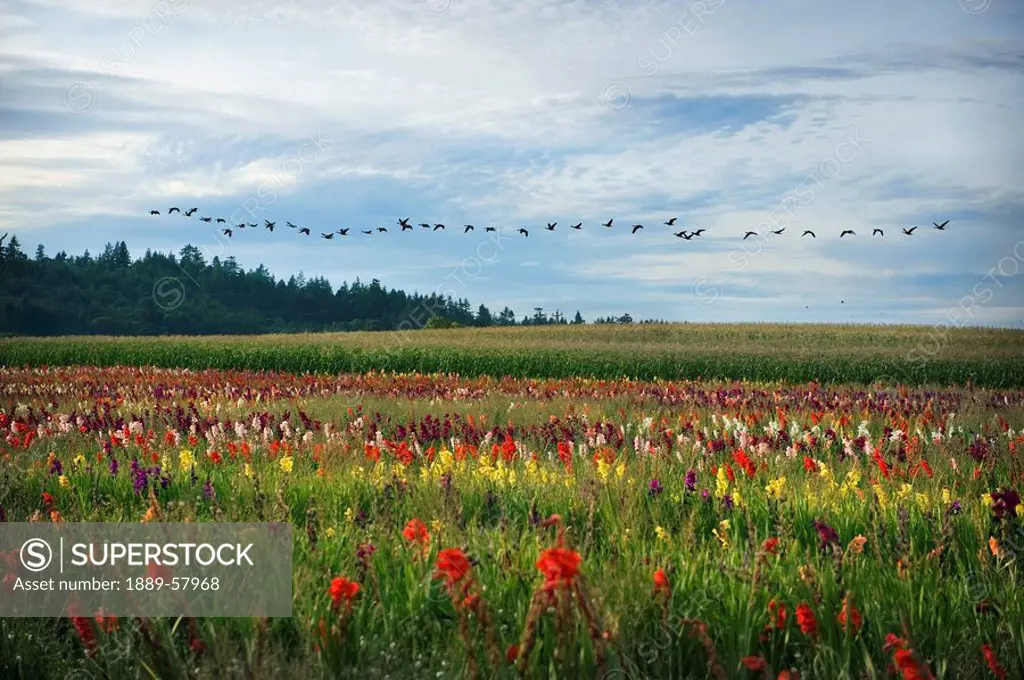Flock of geese flying over field of flowers, Brazil