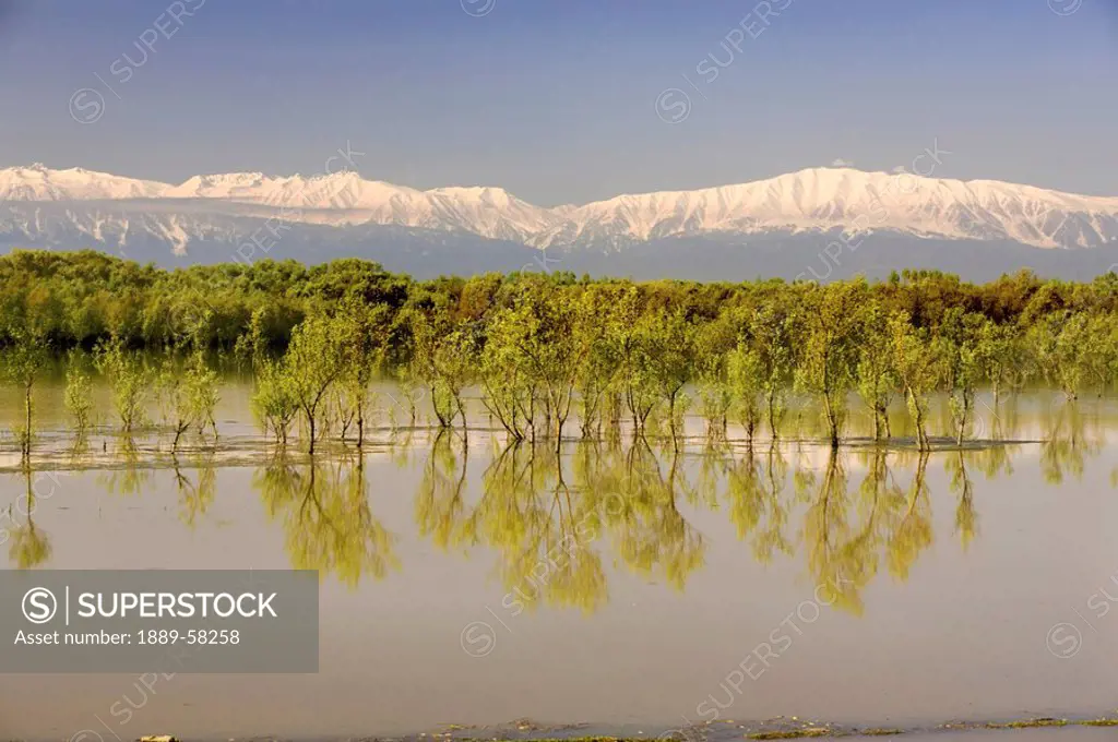 Trees along shoreline with mountains in the background