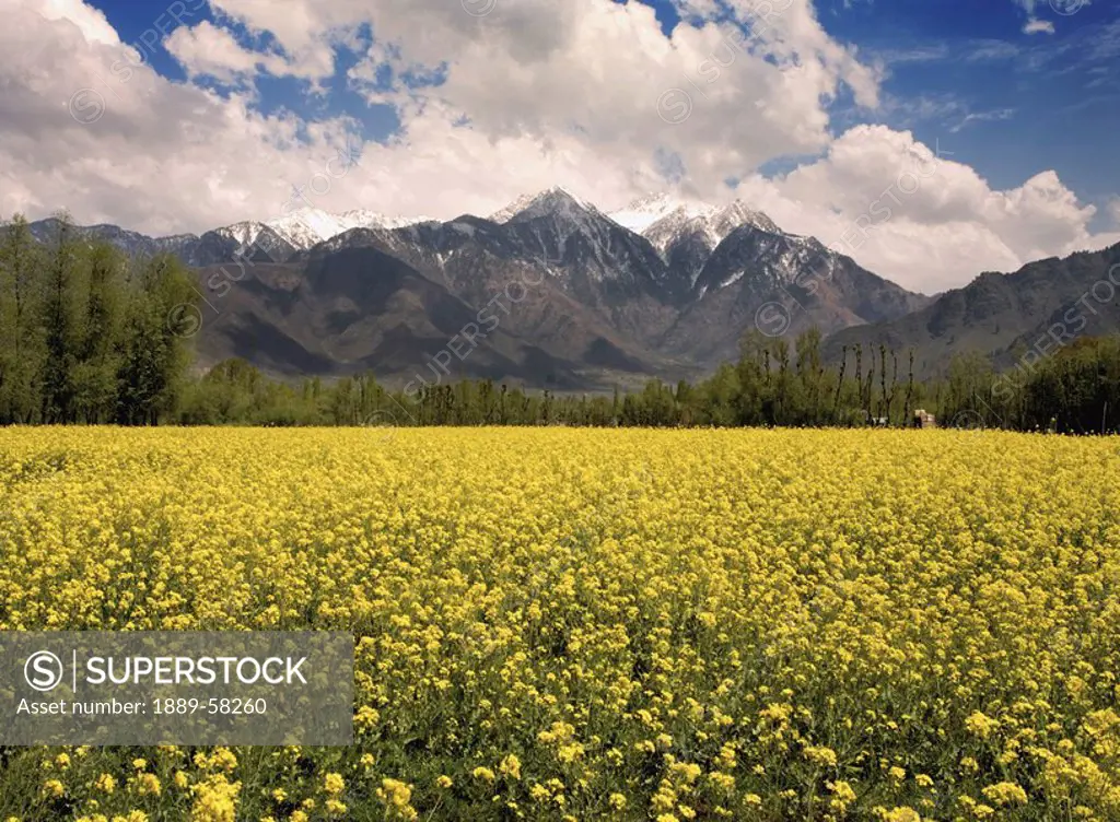 Field of yellow flowers with mountains in the background