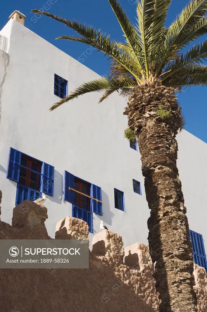 Palm tree in front of building, Essaouira, Morocco