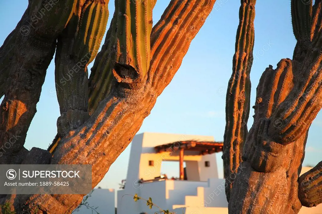 Cactus, Cabo San Lucas, Mexico