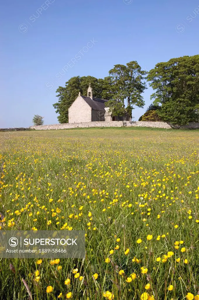 Church and field of yellow wildflowers, Northumberland, England