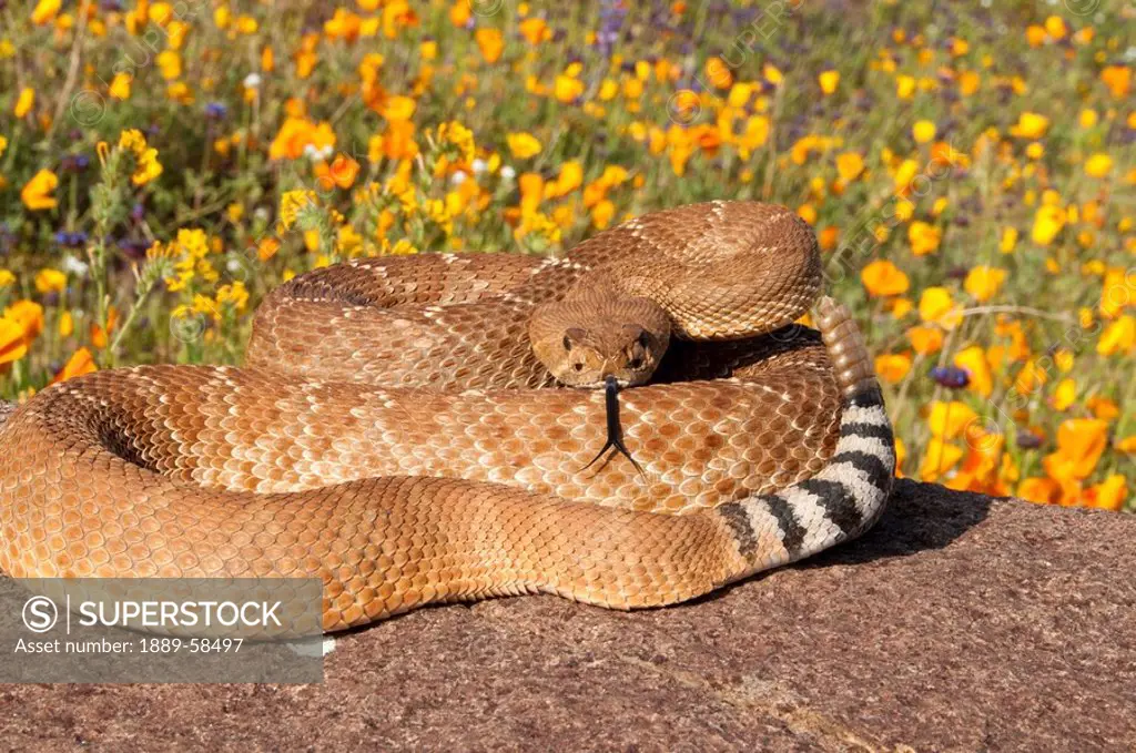 Red diamond rattlesnake basking on a boulder, Riverside County, California, USA
