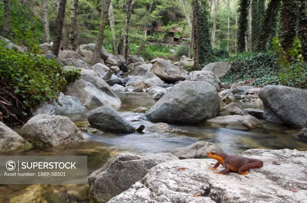 Coastal range newt, San Gabriel Mountains, Los Angeles, California, USA