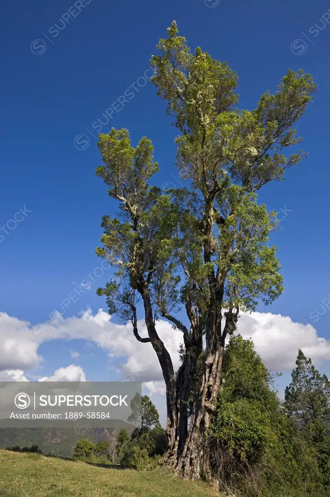 A tree towers above the landscape near the top of Mount Nyiru, Kenya, East Africa